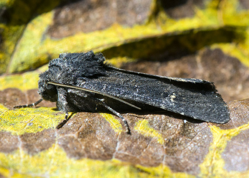 Aporophyla (Phylapora) nigra, Noctuidae